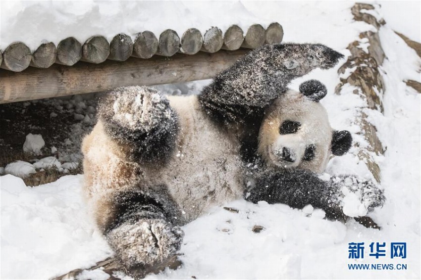 雪の中、大はしゃぎのパンダたち　韓國(guó)