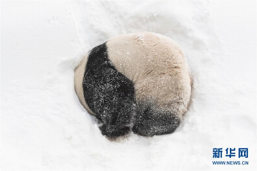 雪の中、大はしゃぎのパンダたち　韓國