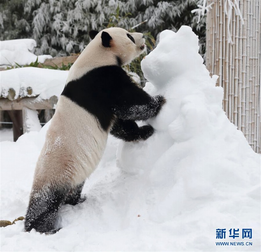 雪の中、大はしゃぎのパンダたち　韓國