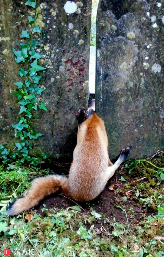 動物たちの気まずい瞬間を激寫！