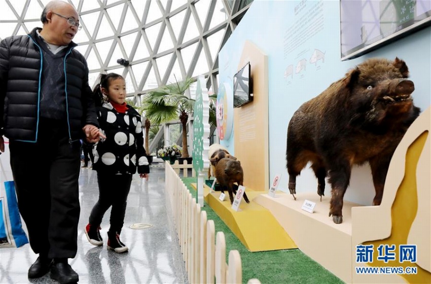 上海テクノロジー館で亥年がテーマの特別展示開幕