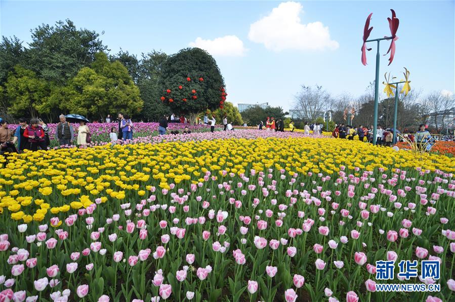 花を眺めて新年を迎える　各地で花満開