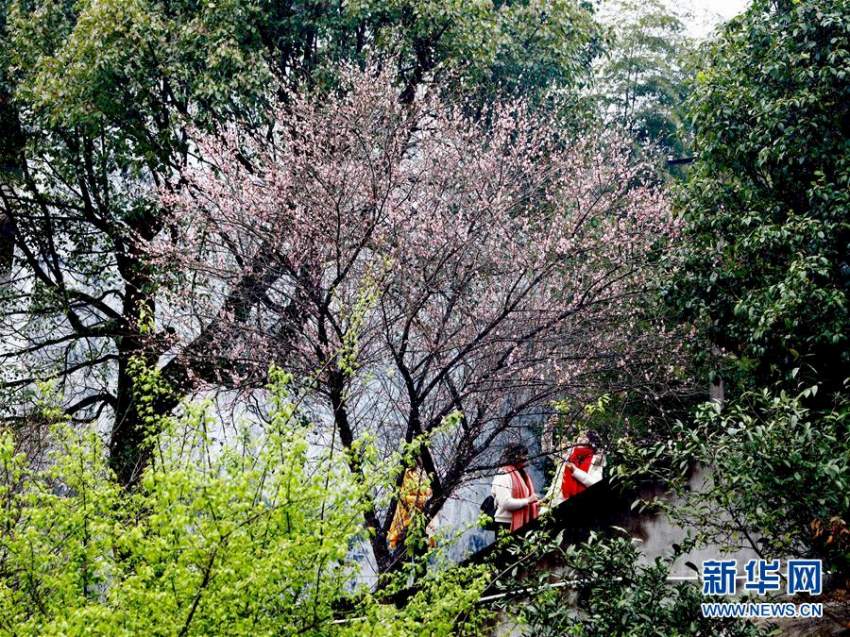 古剎に香る梅の花　福建省福州