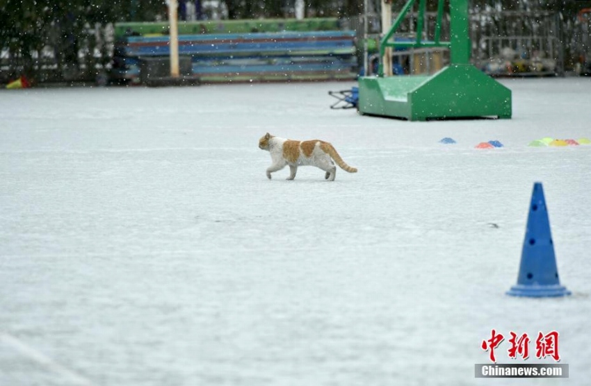 北京市の広い範(fàn)囲で雪　市內(nèi)は一面の銀世界に