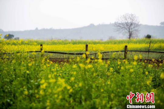 アブラナ開花、春めく江西省の農(nóng)村