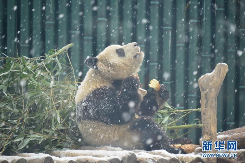 北京に舞い落ちた雪にワクワクしたのはパンダも同じ？