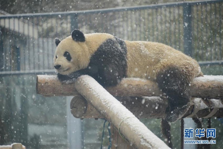 北京に舞い落ちた雪にワクワクしたのはパンダも同じ？