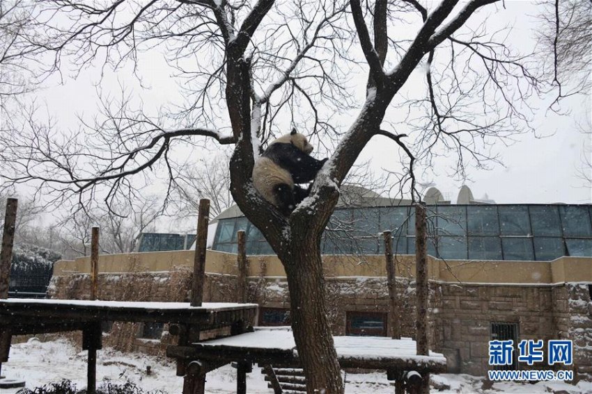 北京に舞い落ちた雪にワクワクしたのはパンダも同じ？