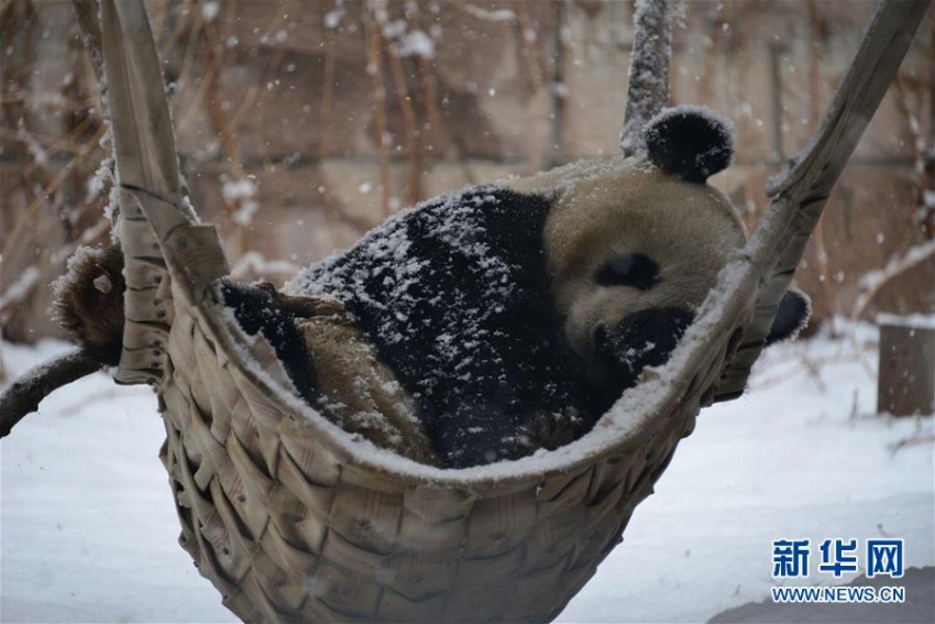 北京に舞い落ちた雪にワクワクしたのはパンダも同じ？