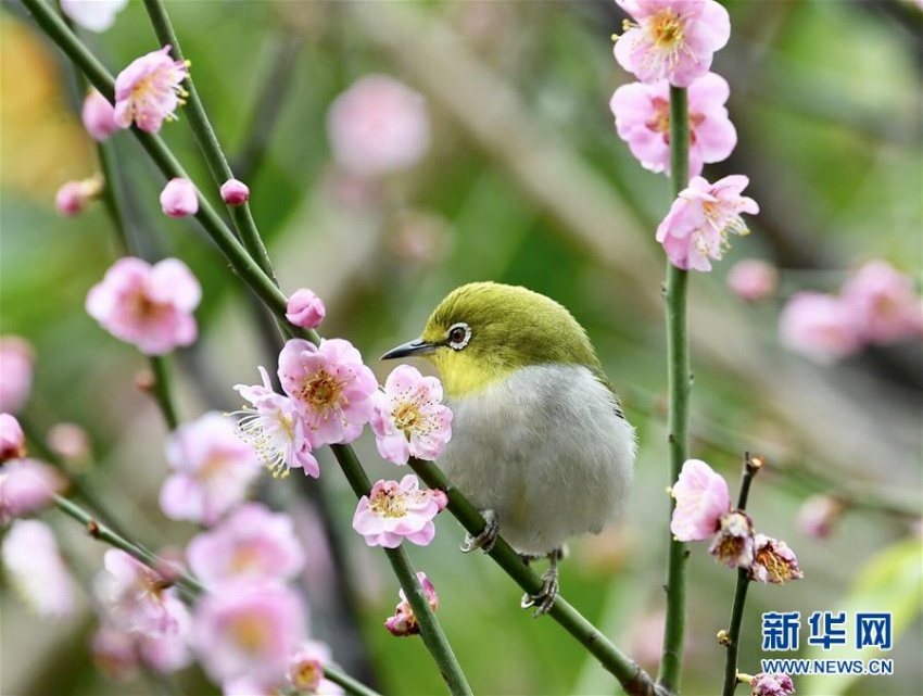 春到來、花の蜜吸う可愛いメジロ　福建省