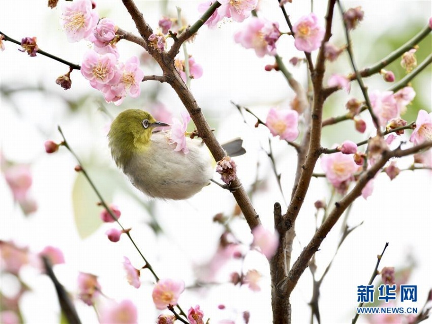 春到來、花の蜜吸う可愛いメジロ　福建省