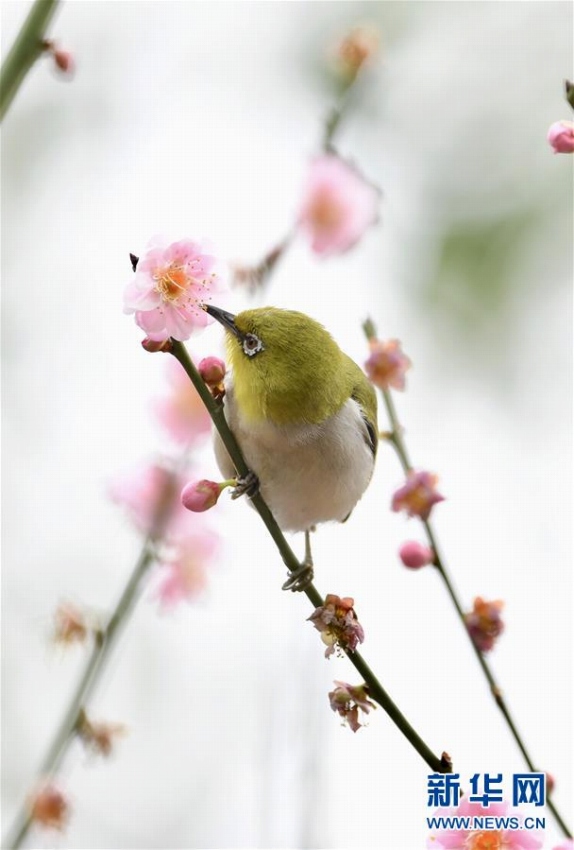 春到來、花の蜜吸う可愛いメジロ　福建省