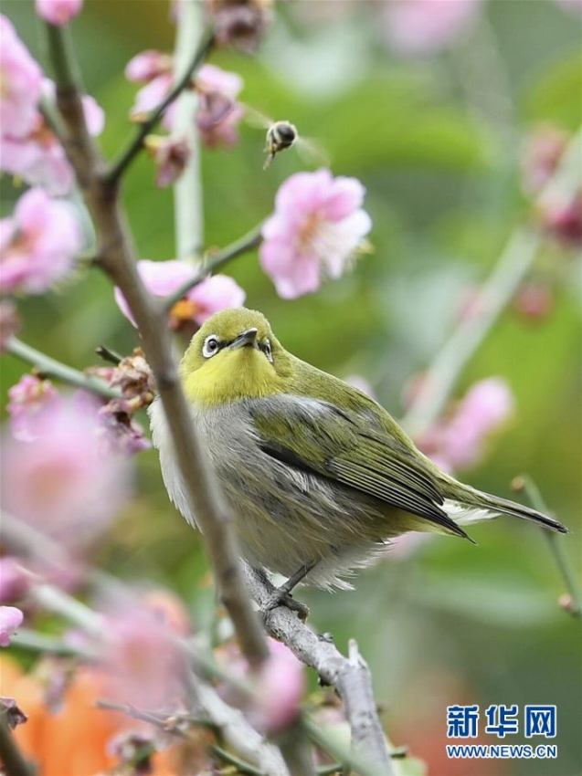 春到來(lái)、花の蜜吸う可愛(ài)いメジロ　福建省