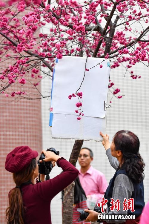 花見客でにぎわう桜満開の華南農(nóng)業(yè)大學(xué)キャンパス　広東省