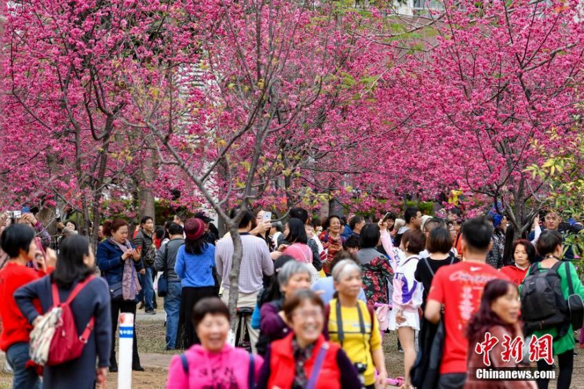 花見(jiàn)客でにぎわう桜満開(kāi)の華南農(nóng)業(yè)大學(xué)キャンパス　広東省