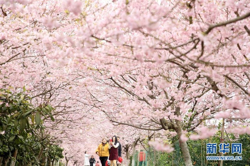 暖かい春迎え桜の花開(kāi)く 重慶北碚