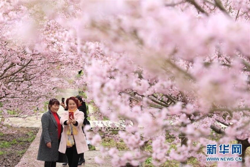 暖かい春迎え桜の花開く 重慶北碚