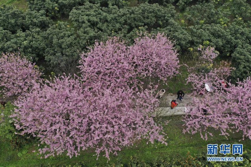 暖かい春迎え桜の花開(kāi)く 重慶北碚