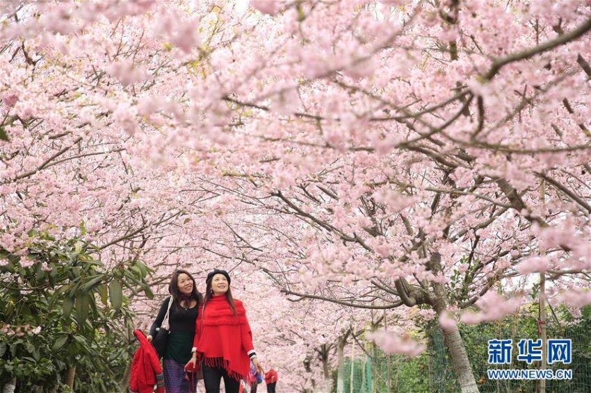 暖かい春迎え桜の花開く 重慶北碚