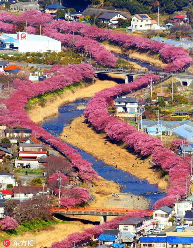 河津町のカワヅザクラ850本が満開に　華やかなピンクに彩られた絶景