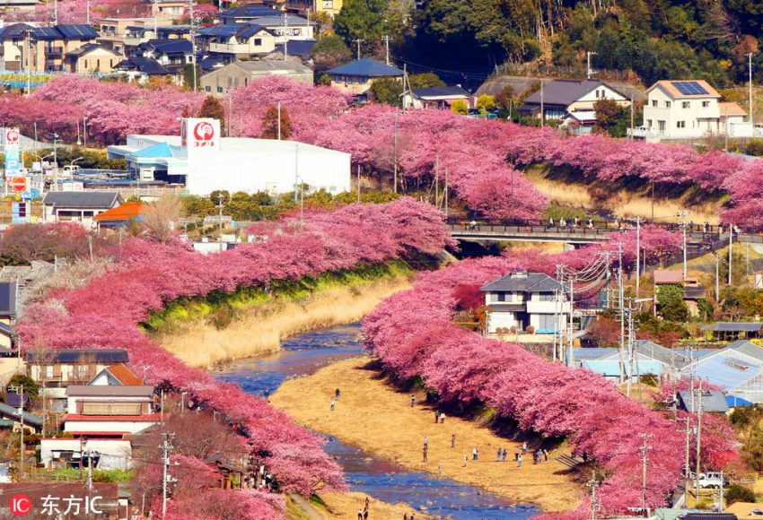 街を華やかに彩るカワヅザクラ（2月20日撮影、畫像提供?東方IC）。