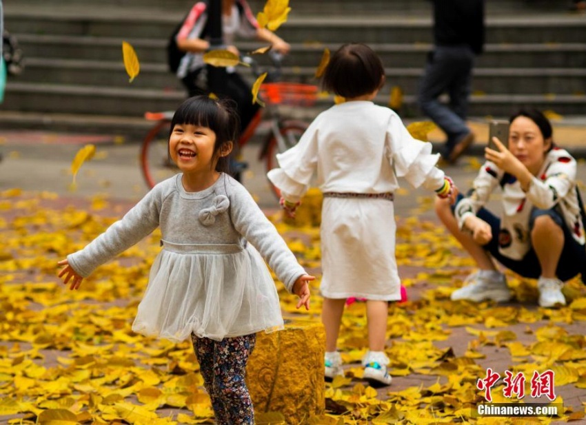 春雨でクワの黃色い葉が落ち「秋色」のような景色広がる広州