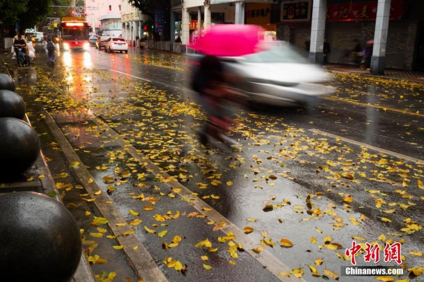 春雨でクワの黃色い葉が落ち「秋色」のような景色広がる広州