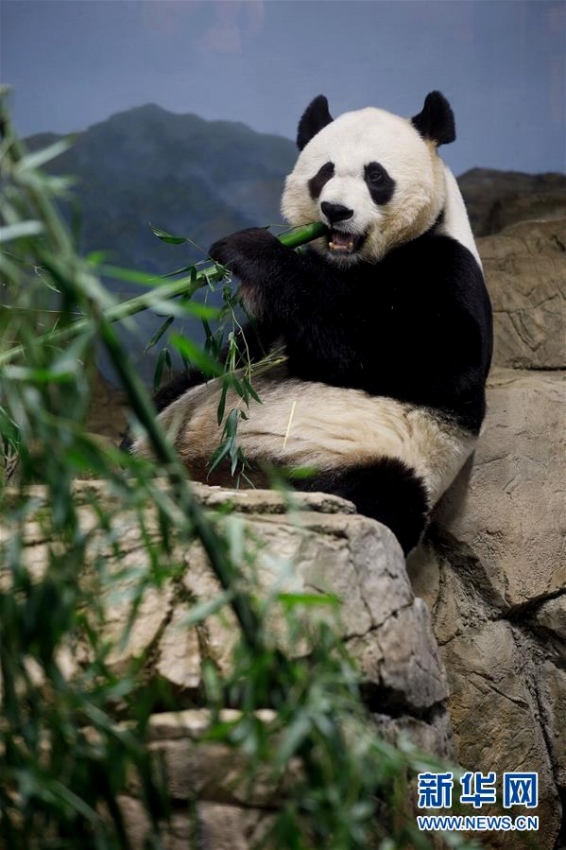 米ワシントン國立動物園のパンダ館展示エリアのリニューアルイベント