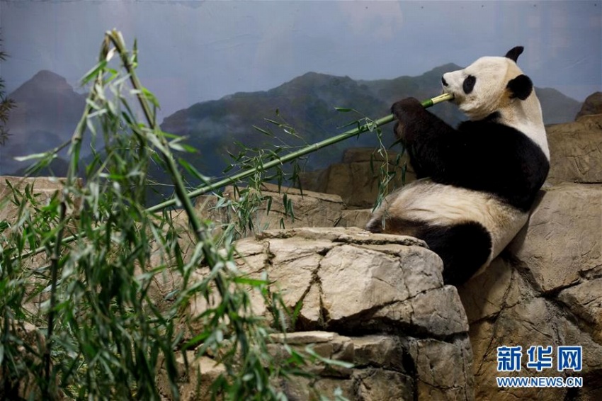 ワシントン國立動物園で、竹を食べるパンダの「美香」。