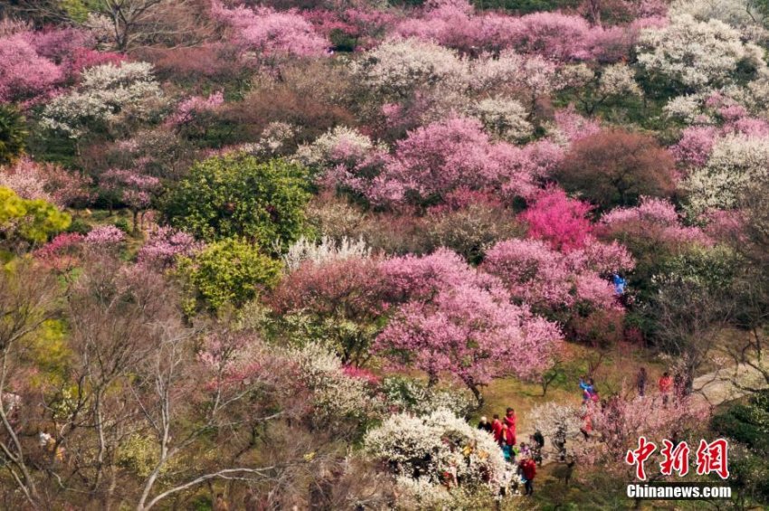 空撮した南京市の紫金山の梅の花(2月25日、撮影?泱波)。