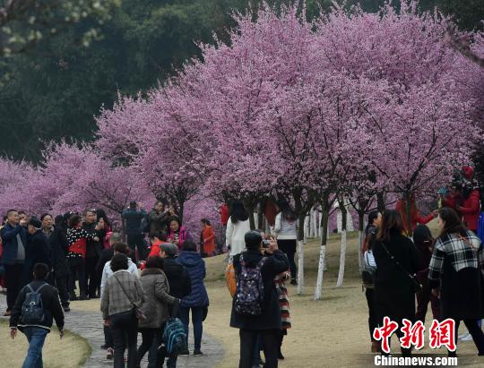 春の訪れ告げる紅梅が満開に　花見客でにぎわう重慶