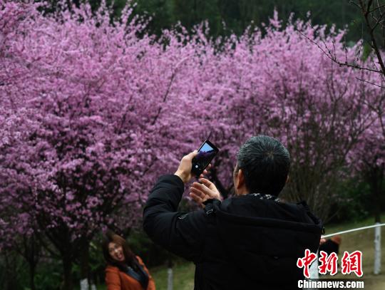 春の訪れ告げる紅梅が満開(kāi)に　花見(jiàn)客でにぎわう重慶