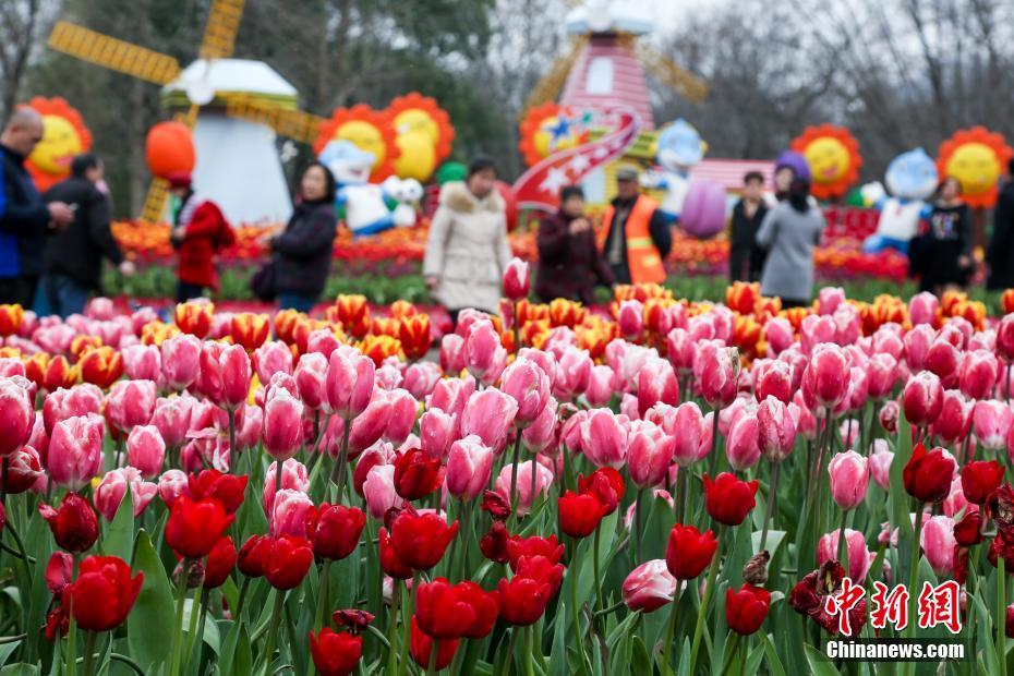 武漢のチューリップが満開に　花の海で戯れる市民たち