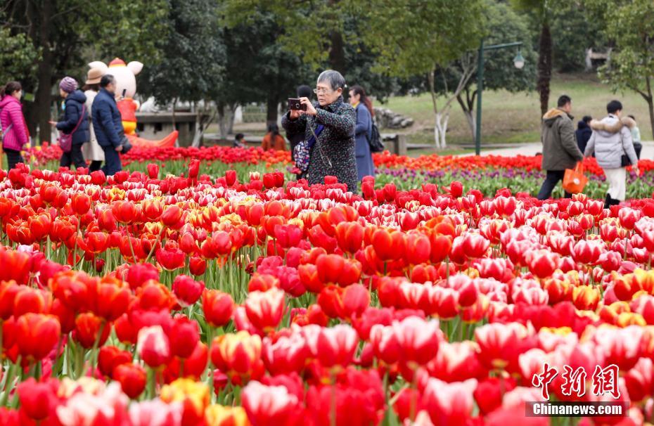 武漢のチューリップが満開に　花の海で戯れる市民たち