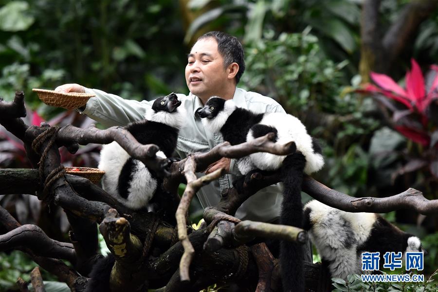 広州長(zhǎng)隆野生動(dòng)物世界でエリマキキツネザルのエサ皿を置く飼育員（3月6日撮影?劉大偉）。