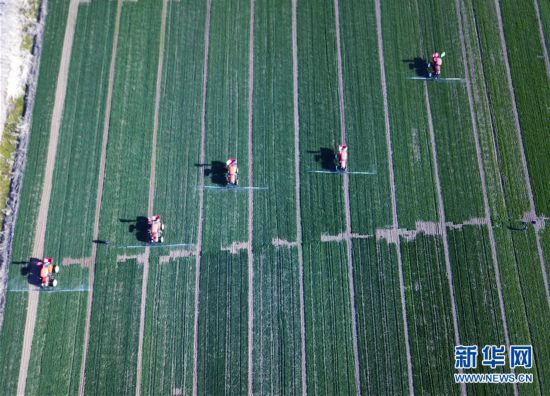 春きたる　各地の農(nóng)地は植え付けで大忙し