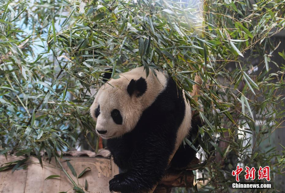 新たなパンダ加わり、「パンダブラザーズ」結(jié)成　山東省の済南動(dòng)物園