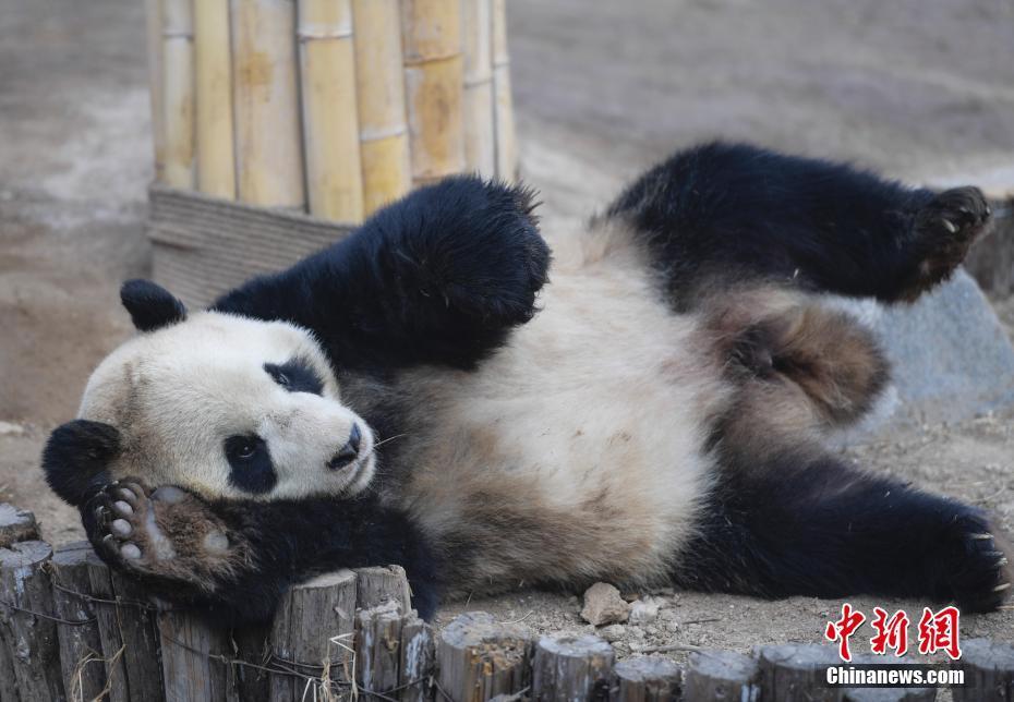 新たなパンダ加わり、「パンダブラザーズ」結(jié)成　山東省の済南動(dòng)物園