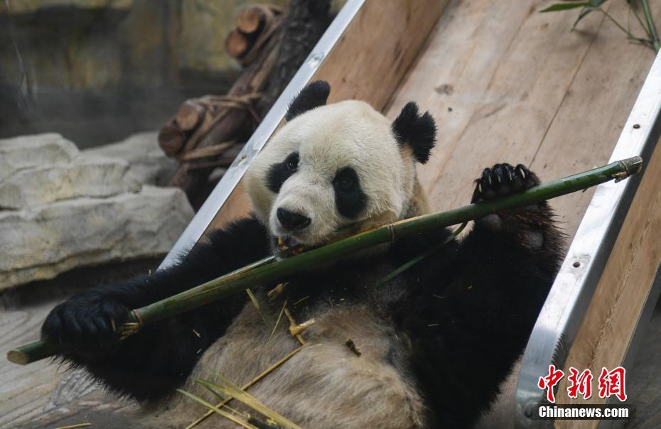 新たなパンダ加わり、「パンダブラザーズ」結(jié)成　山東省の済南動物園