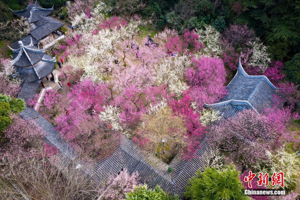 雨花臺風景區(qū)內(nèi)を鮮やかに彩る満開の梅の花（撮影?蘇陽）。