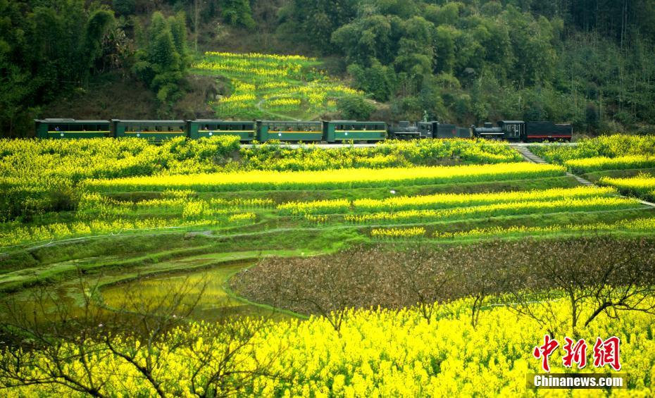 春に向かって菜の花畑を進(jìn)む懐かしのSL　四川省