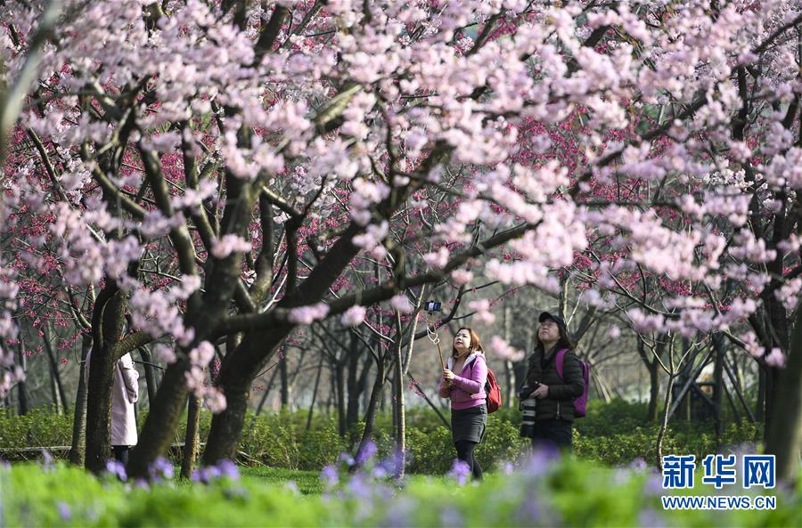 湖北省武漢市にある東湖桜園で桜を鑑賞する人々（3月13日撮影?熊琦）。