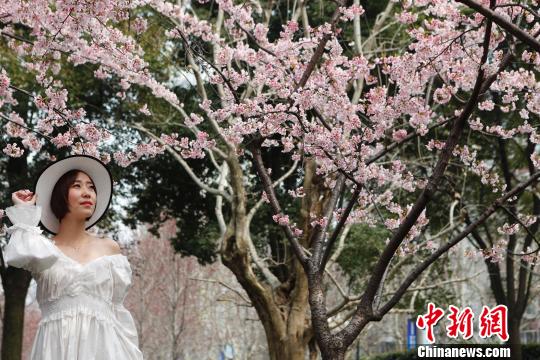 桜色満開！上海靜安彫塑公園の桜並木に押し寄せる花見客