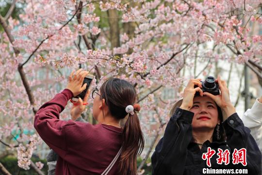 桜色満開(kāi)！上海靜安彫塑公園の桜並木に押し寄せる花見(jiàn)客