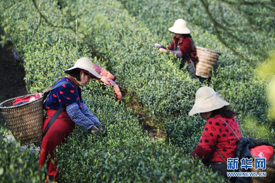 うららかな春の陽気と共に茶摘みシーズン到來　重慶