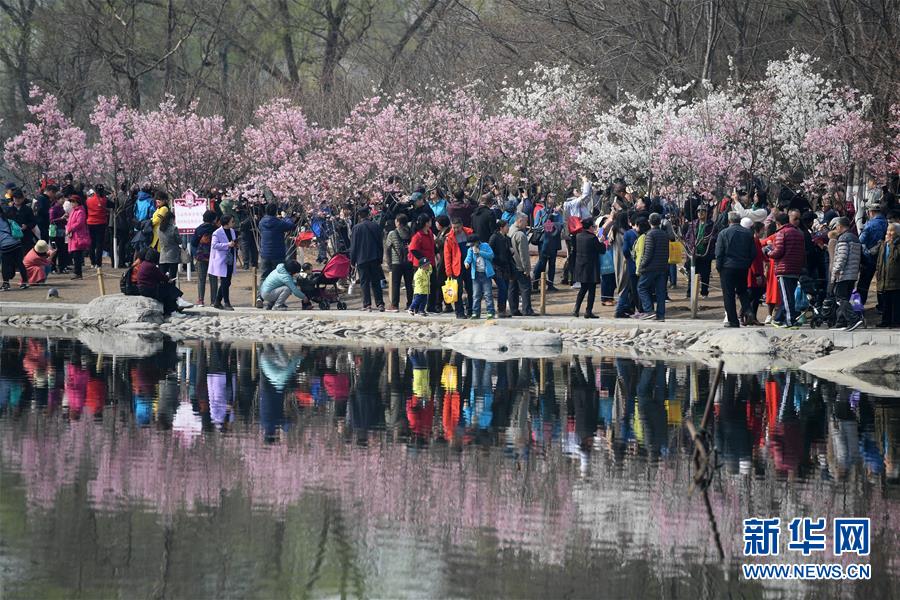 早咲きの桜満開に　北京玉淵潭公園