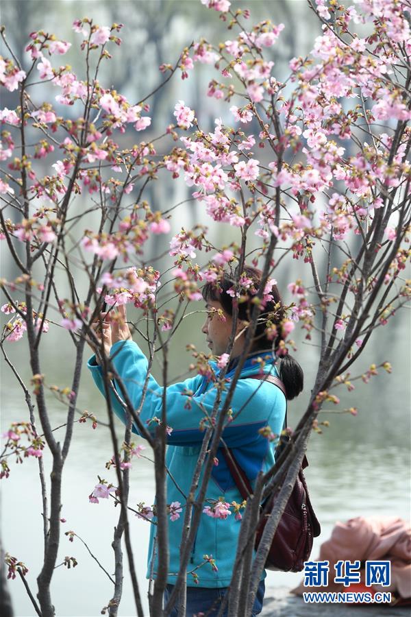 早咲きの桜満開に　北京玉淵潭公園