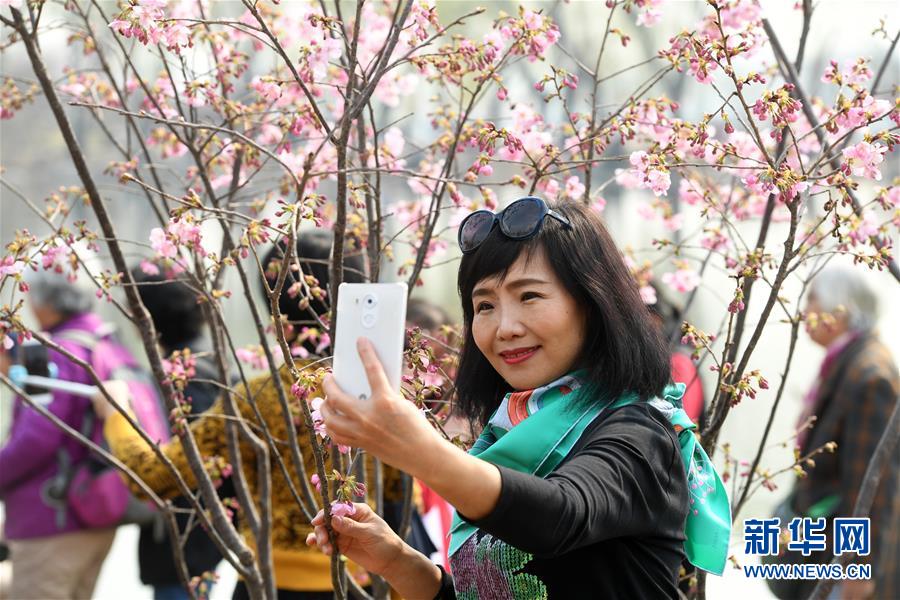 早咲きの桜満開(kāi)に　北京玉淵潭公園