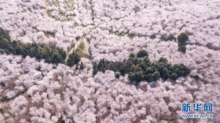 多くの花見客迎える貴州の桜並木