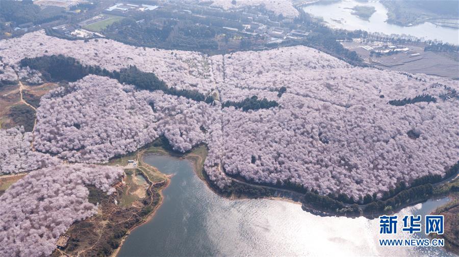 多くの花見客迎える貴州の桜並木